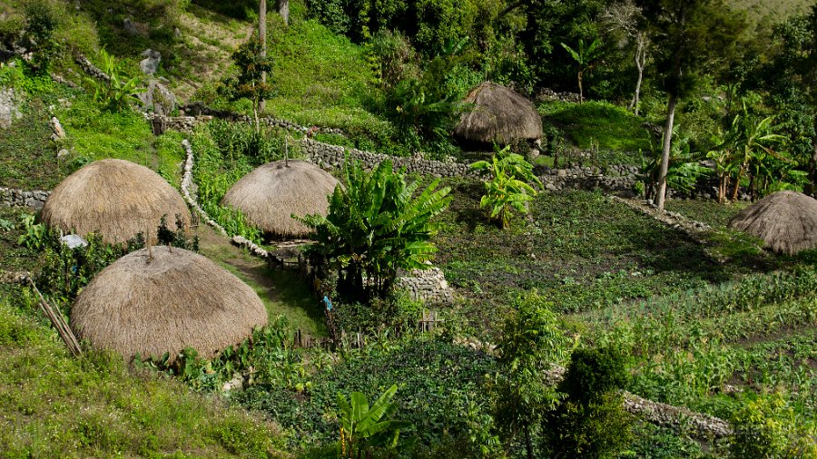 Papua DSC04652