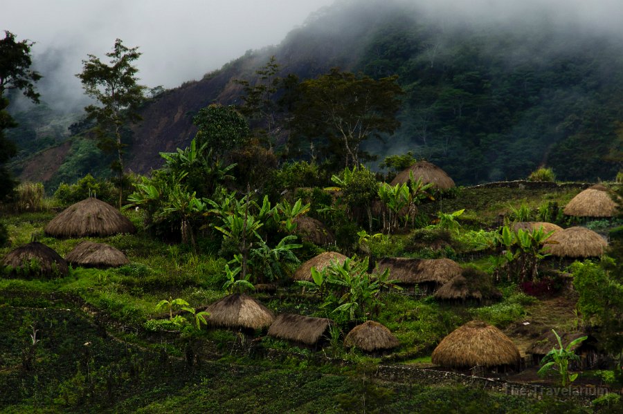 Papua DSC04733