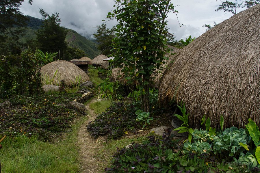 Papua DSC04809