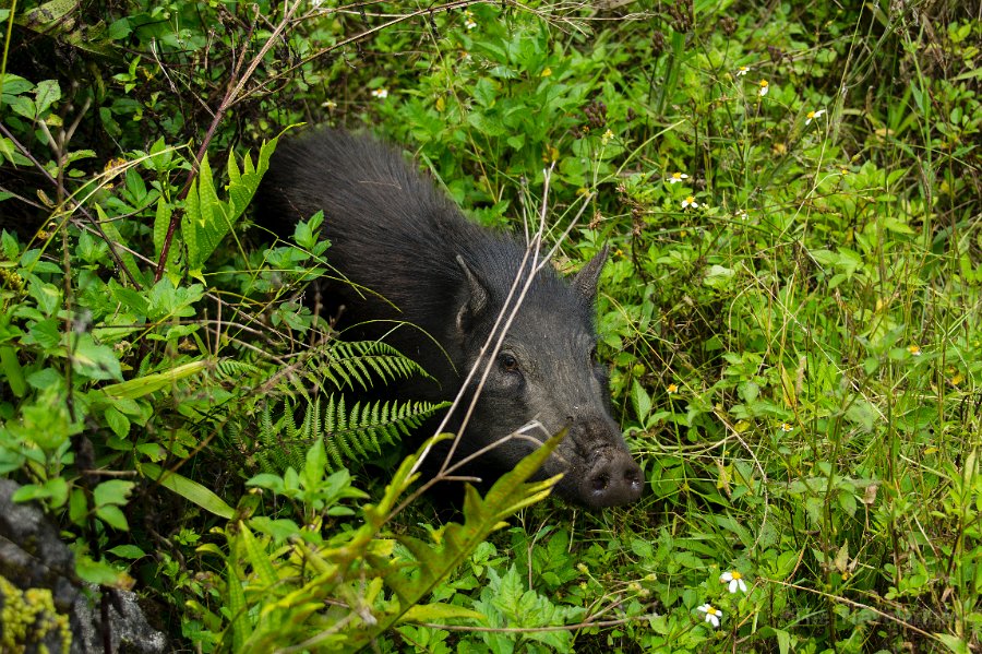 Papua DSC04848