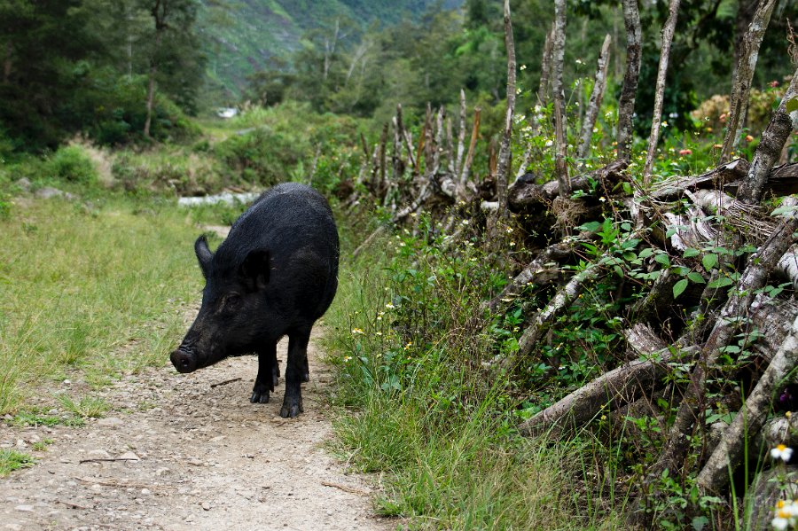 Papua DSC04865