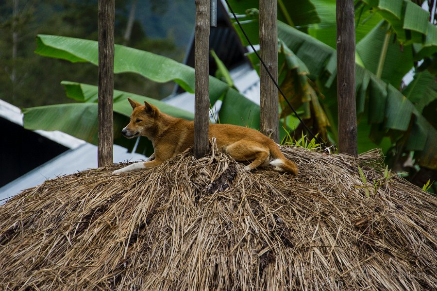 Papua DSC04875 dog