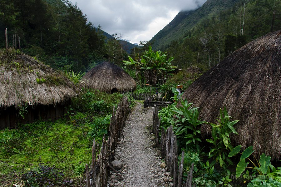 Papua DSC04899