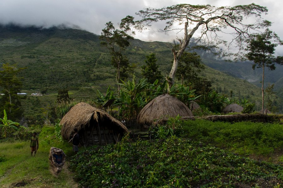 Papua DSC05051