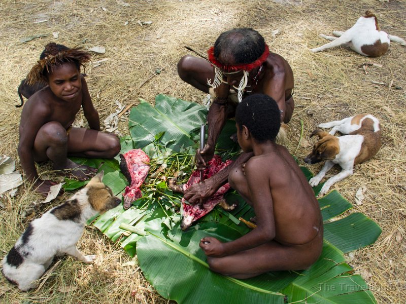 Papua DSC05341 dog