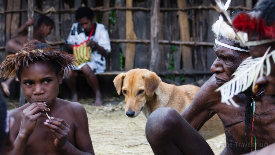 Papua DSC05395 dog