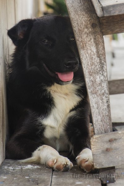 Papua DSC05563 dog