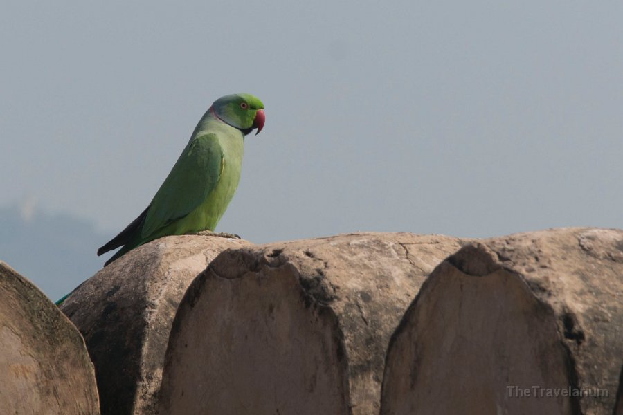 Rajasthan 028