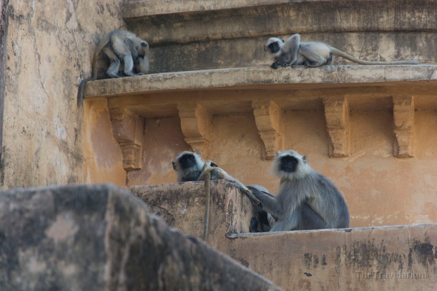 Rajasthan 030