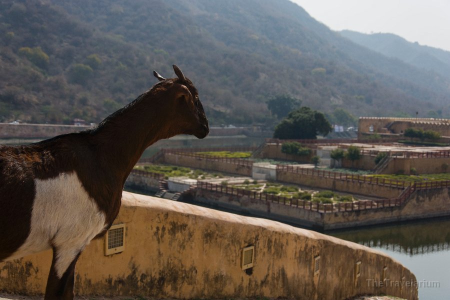 Rajasthan 034