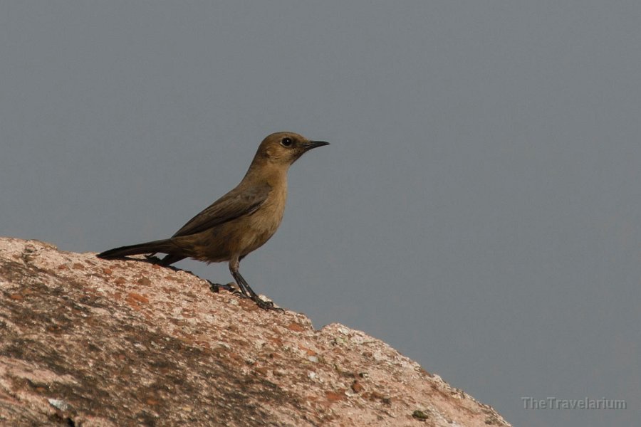 Rajasthan 053