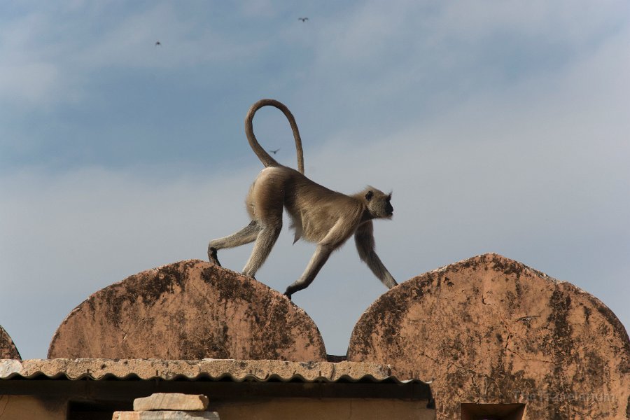 Rajasthan 056