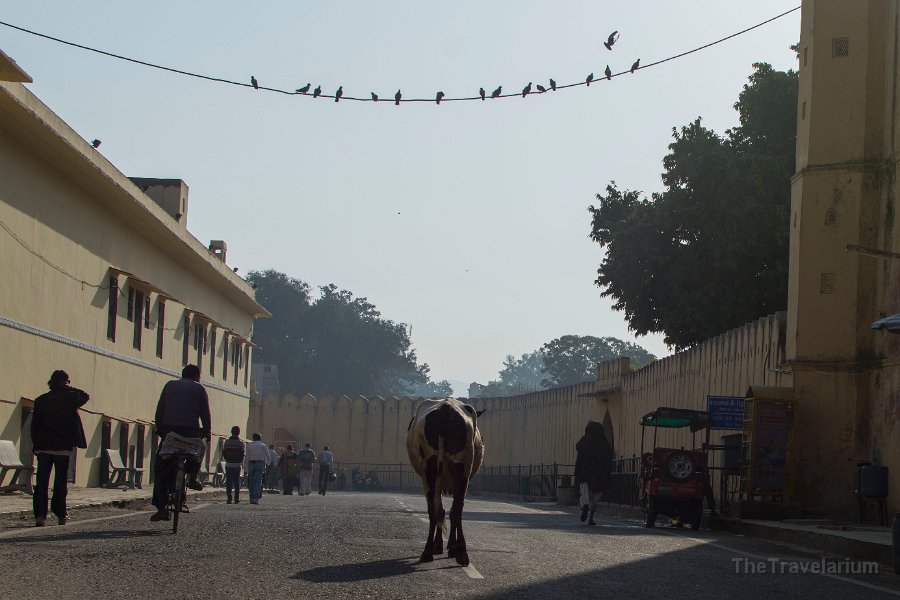 Rajasthan 065