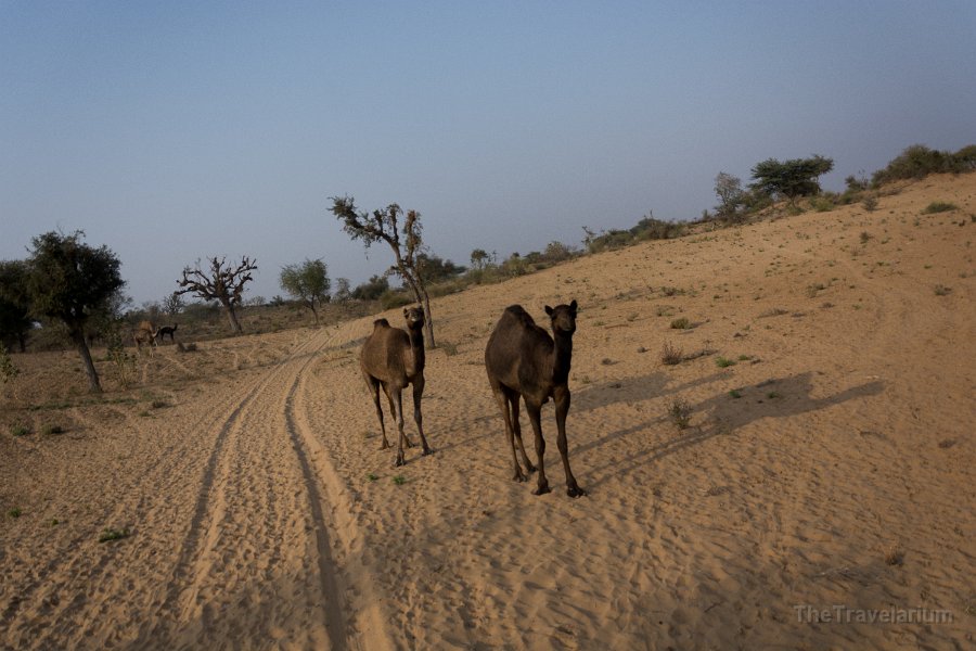 Rajasthan 158