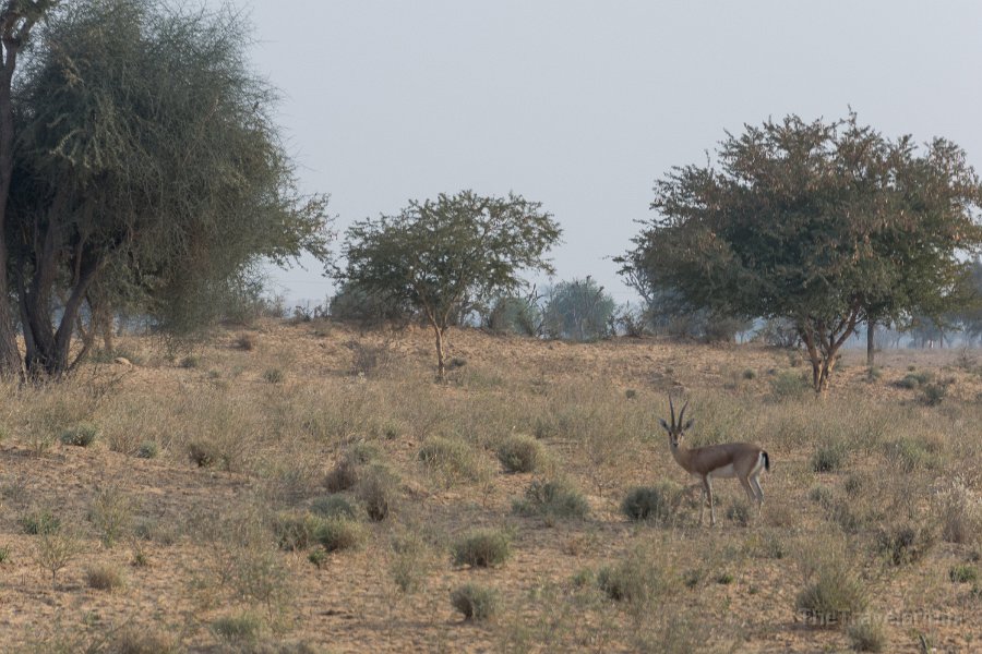 Rajasthan 160