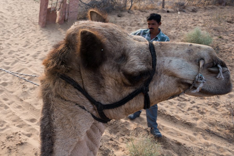 Rajasthan 162