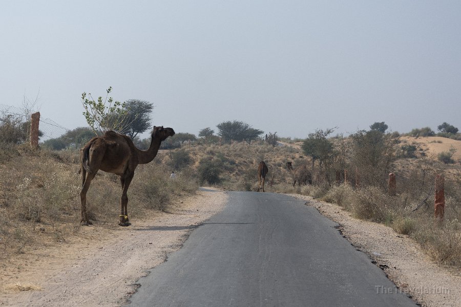 Rajasthan 195