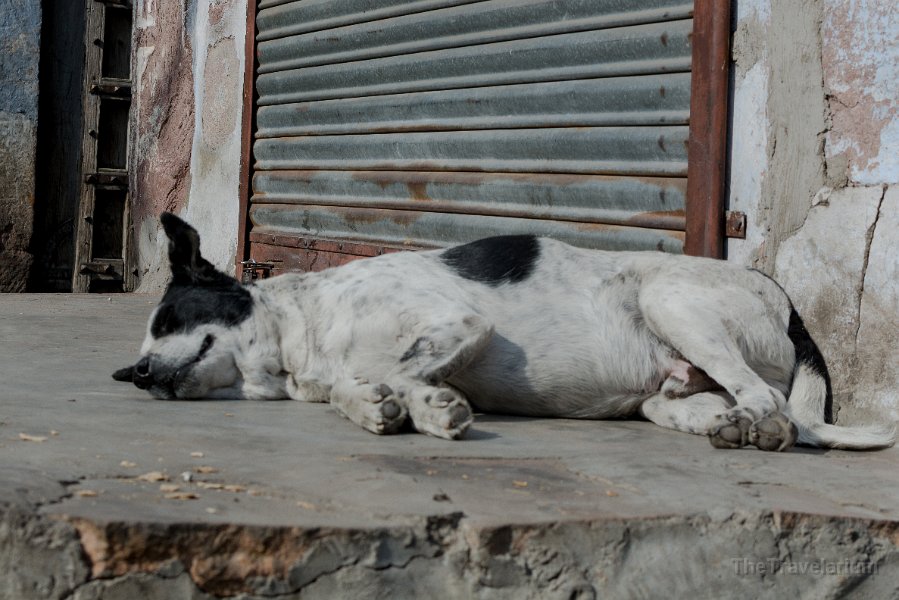 Rajasthan 209