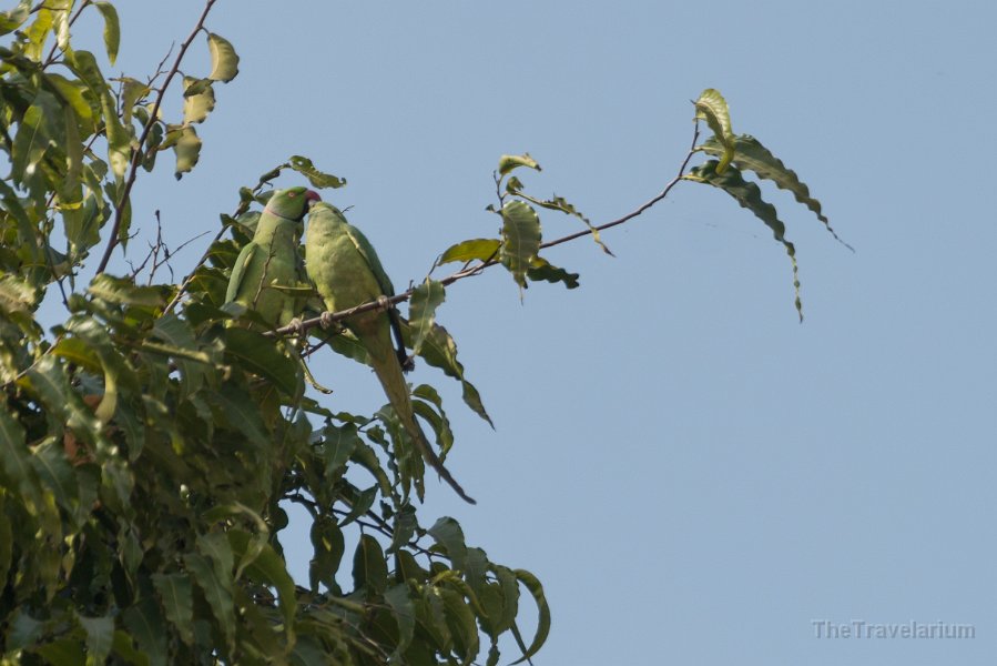 Rajasthan 327