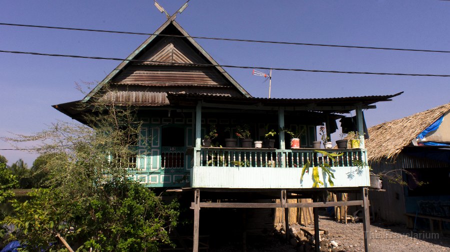 DSC07243 Toraja