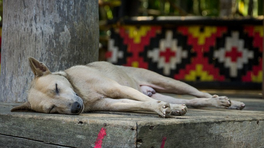 DSC07407 Toraja Dog