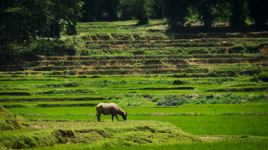 DSC07479 Toraja