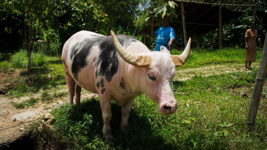 DSC07484 Toraja