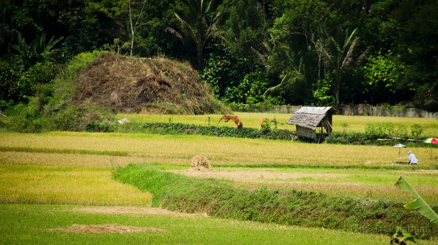 DSC07568 Toraja