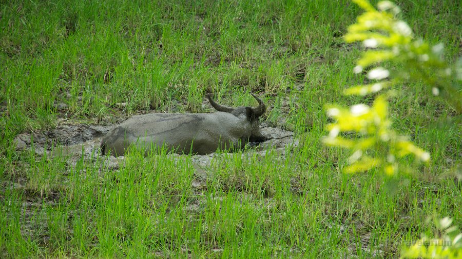 DSC07614 Toraja