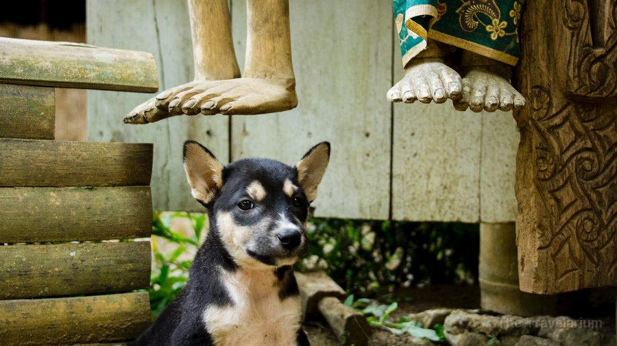 DSC07659 Toraja dogs