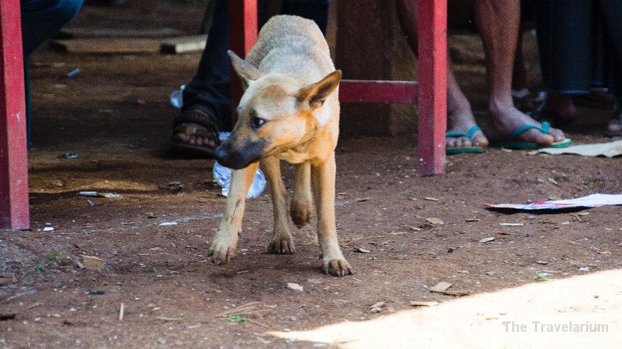 DSC07906 Toraja dog