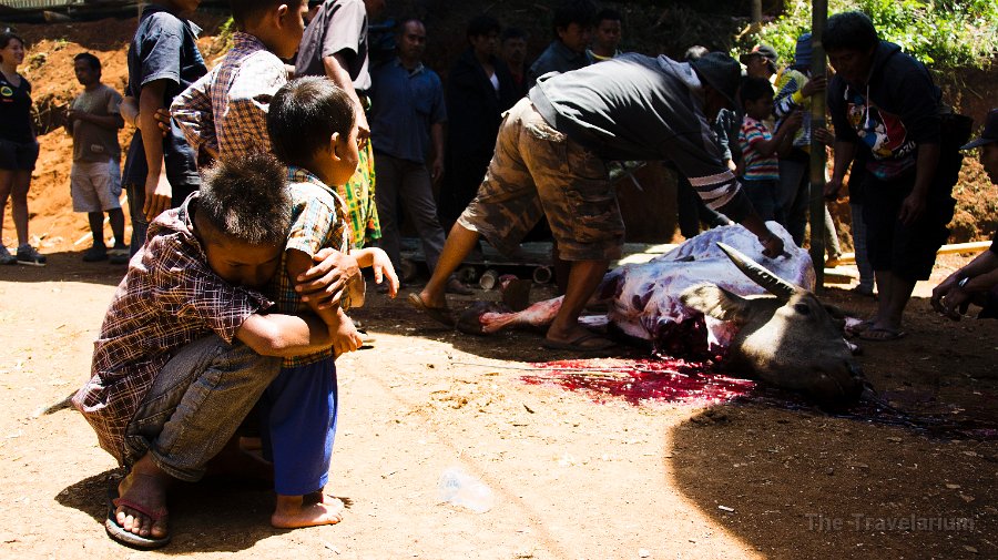 DSC07948 Toraja