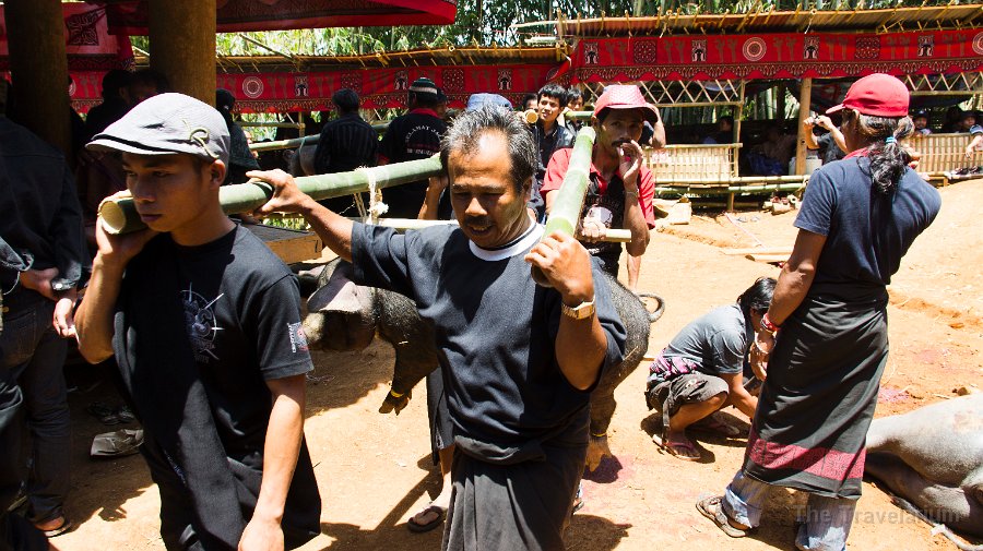 DSC07954 Toraja