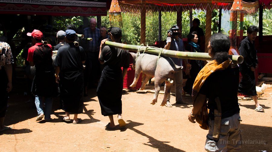 DSC07961 Toraja