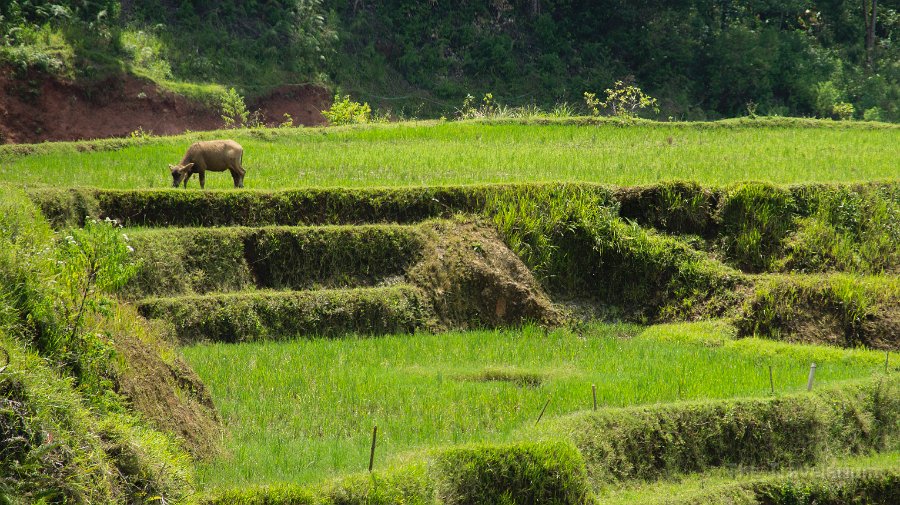 DSC08057 Toraja