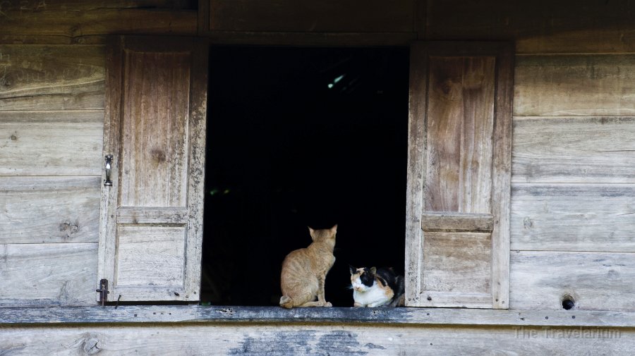 DSC08200 Toraja