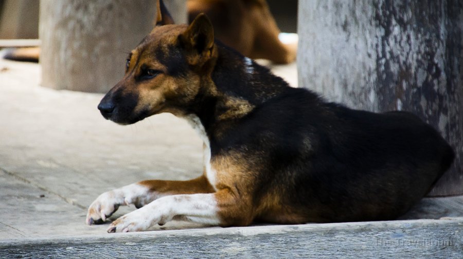 DSC08201 Toraja dog