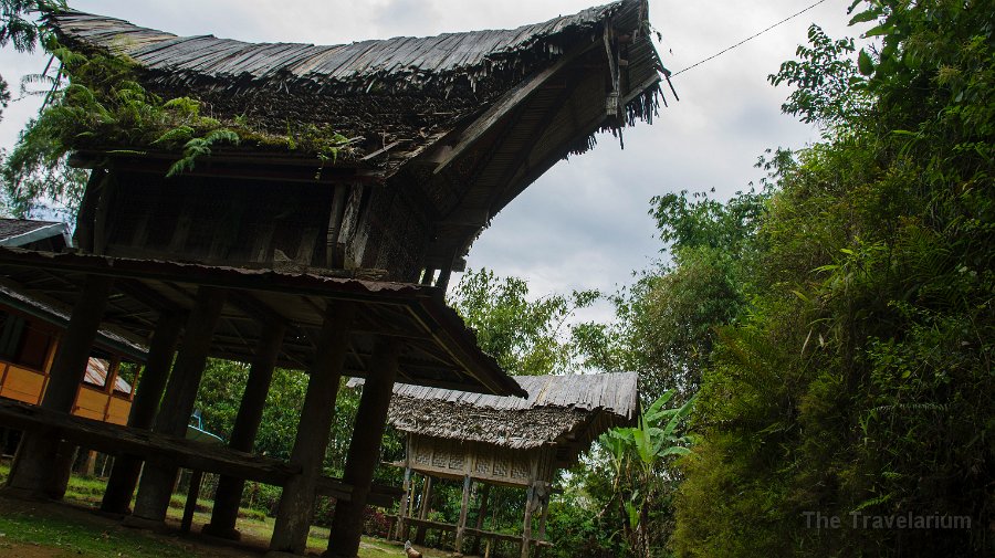 DSC08264 Toraja