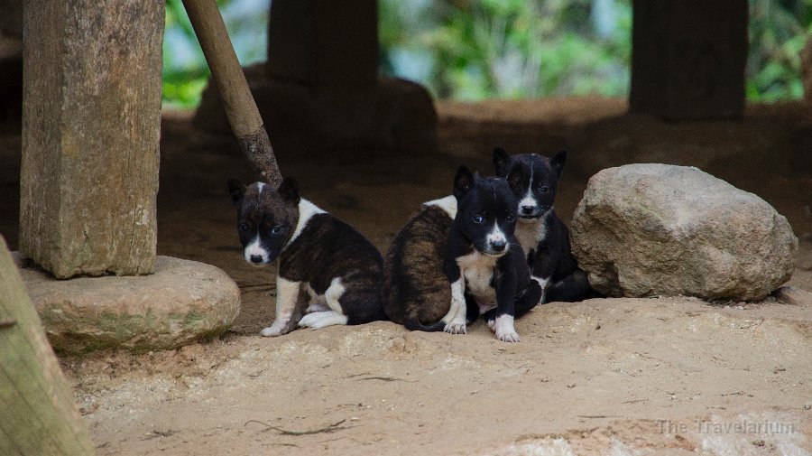 DSC08271 Toraja dog