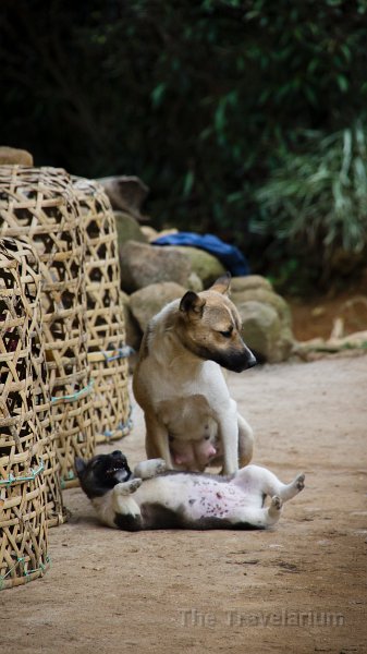 DSC08301 Toraja dog