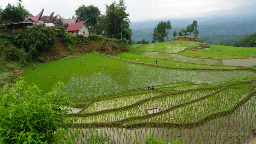 DSC08409 Toraja