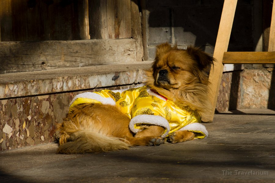 DSC01836 Yunnan dog