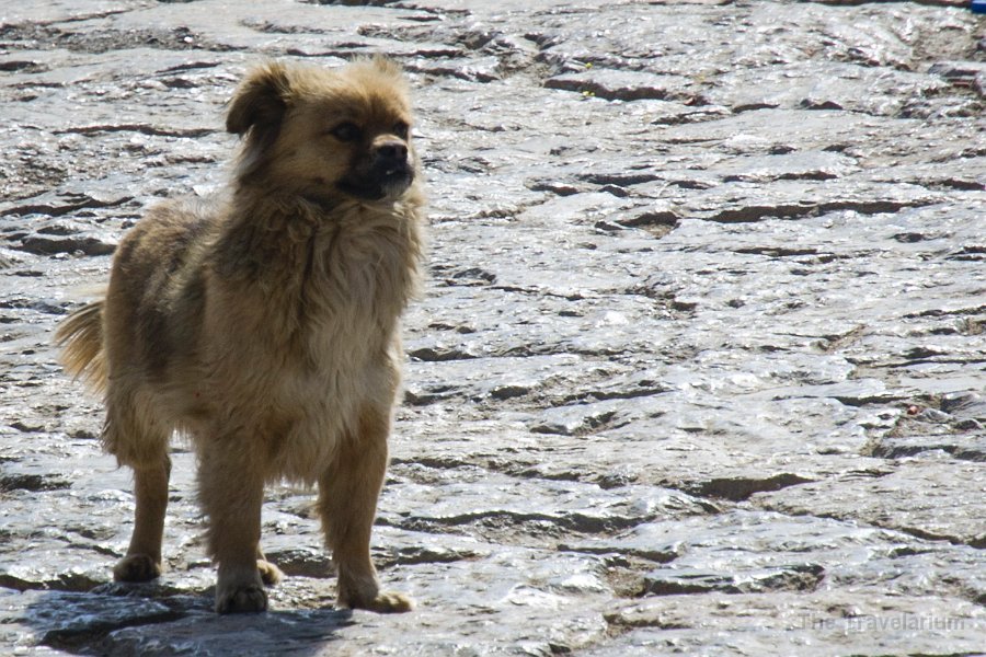 DSC02149 Yunnan dog