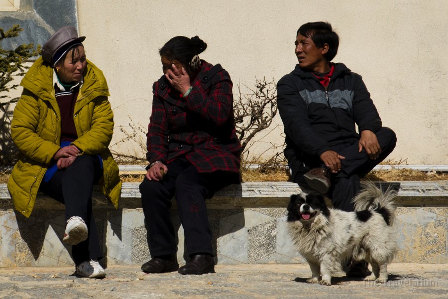 DSC02150 Yunnan dog