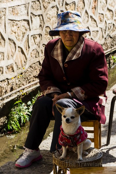 DSC02886 Yunnan Dog