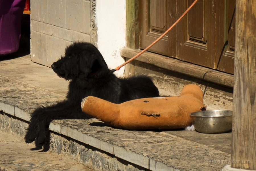 DSC03002 Yunnan dog