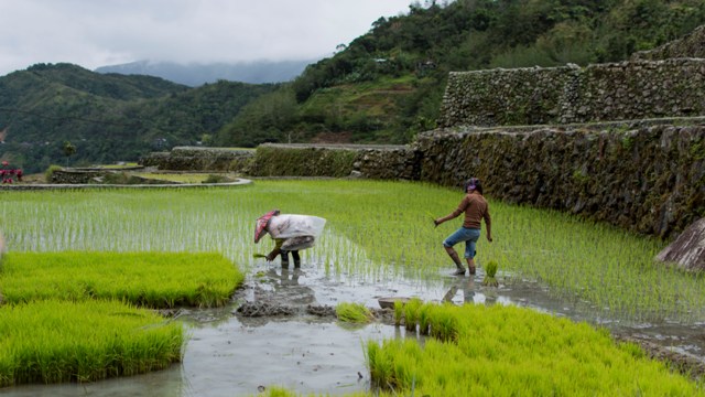 Banaue