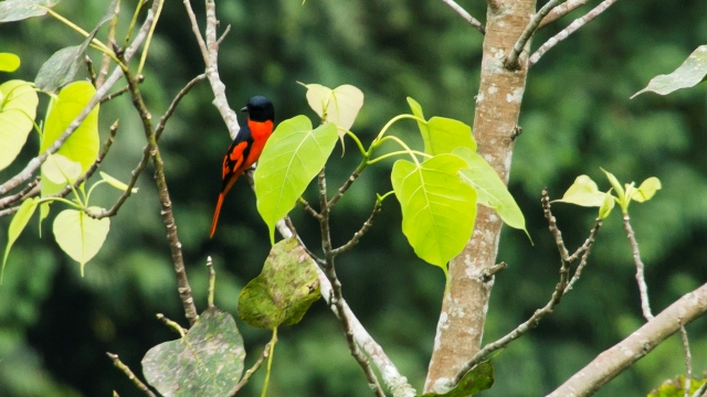 ChiangMai