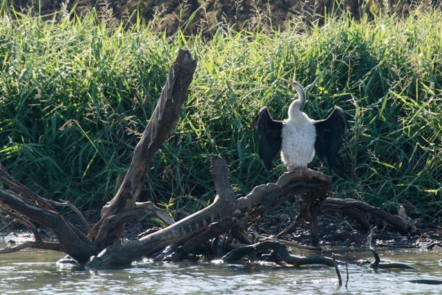 Kakadu