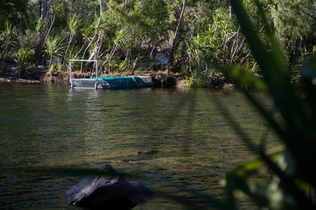 Kakadu